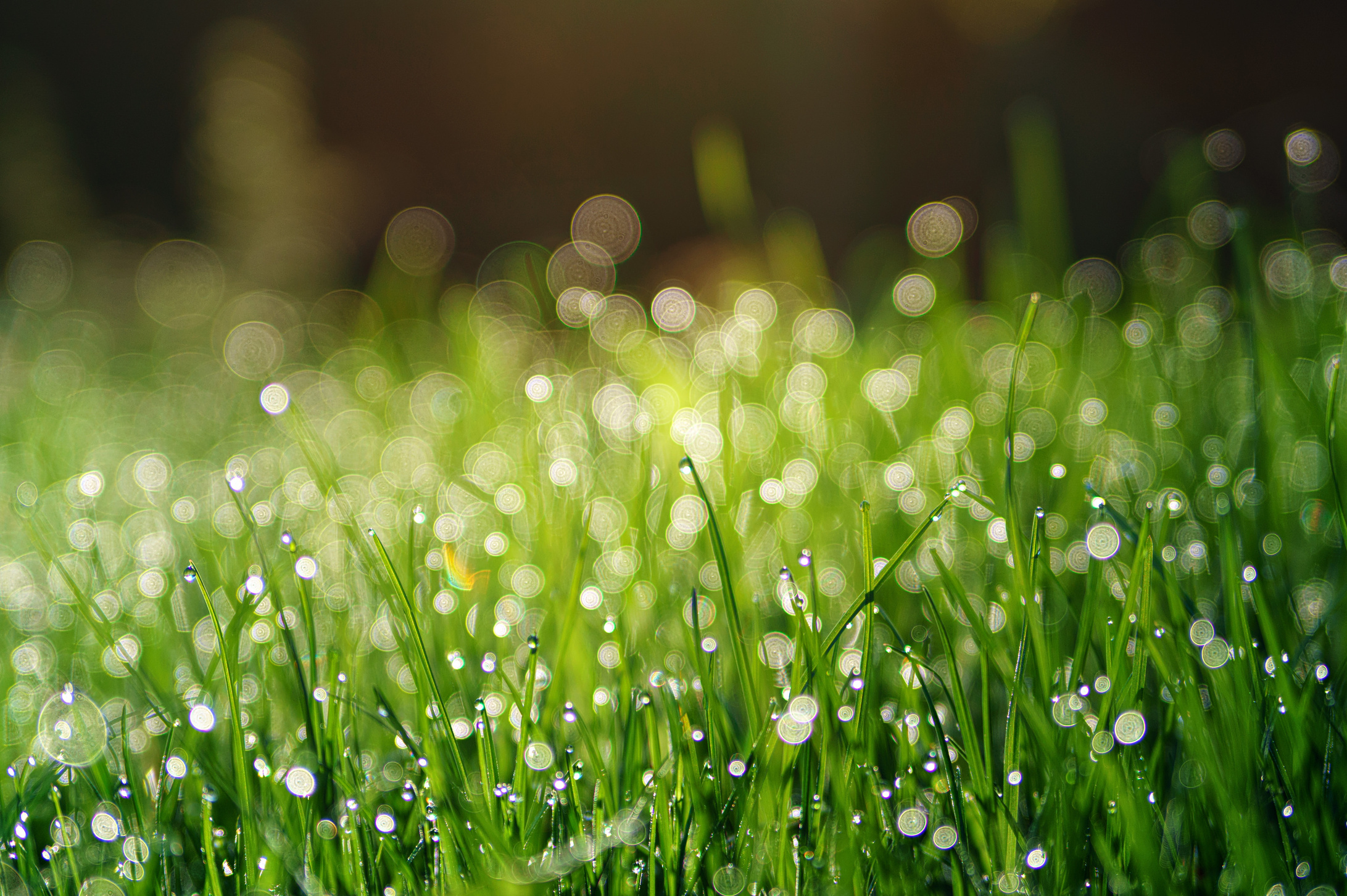 Grass With Dew Drops